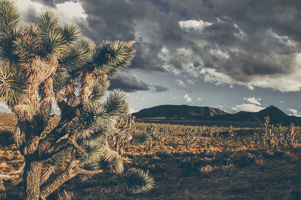 Joshua Tree