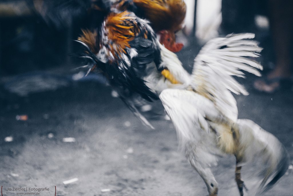Hahnenkampf in Ubud auf Bali