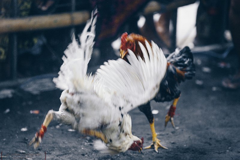 Hahnenkampf in Ubud auf Bali Jo Zeitler Portrait & Peoplefotografie